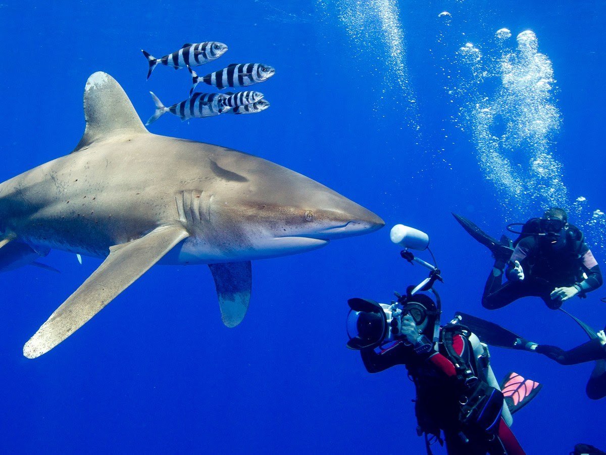 Галапагосские острова акулы. Дайвинг с китовыми акулами. Акула под водой.