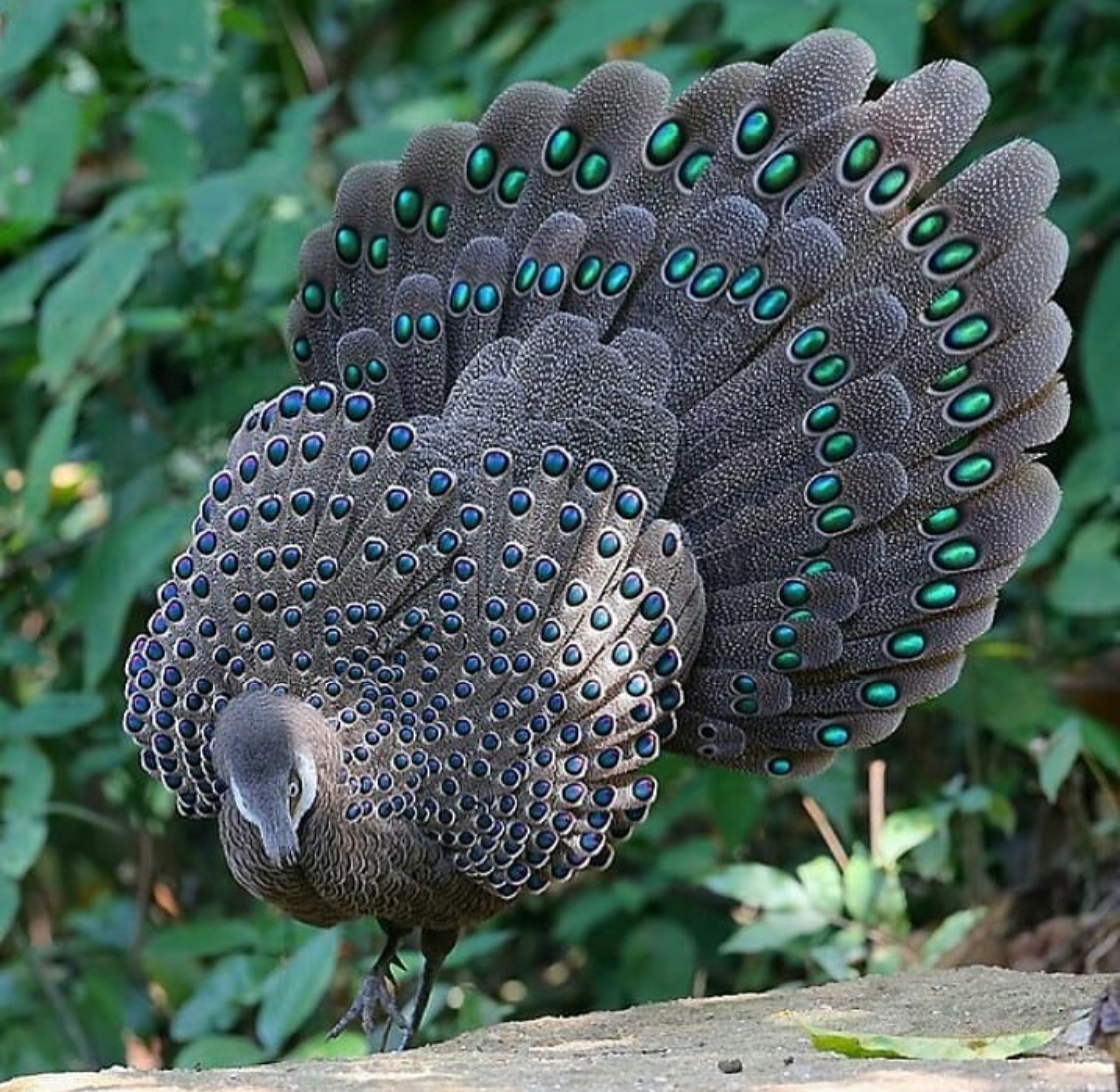 There’s something incredibly regal about peacocks
