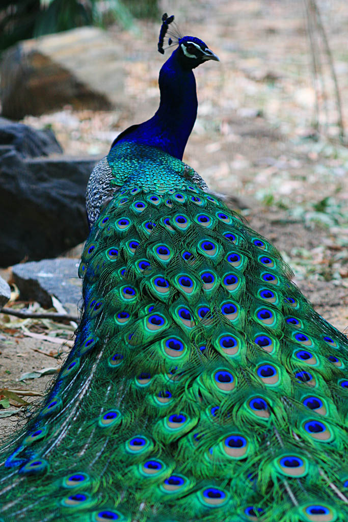 There’s something incredibly regal about peacocks