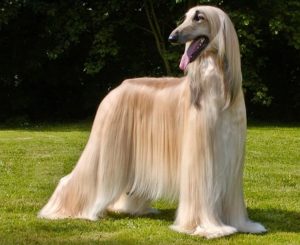 The Afghan Hound is Luxury  personified