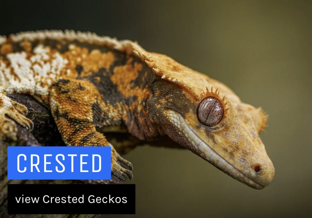 Exotic rare collectible reptiles FOR SALE